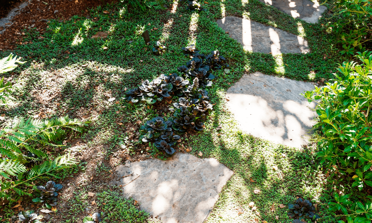 Котула почвопокровная