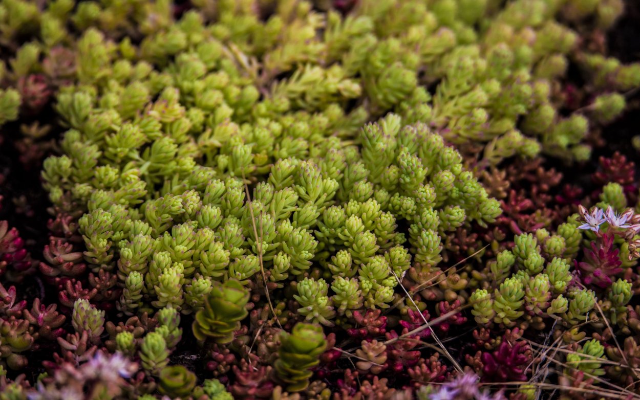 Мшанка шиловидная (s. subulata)