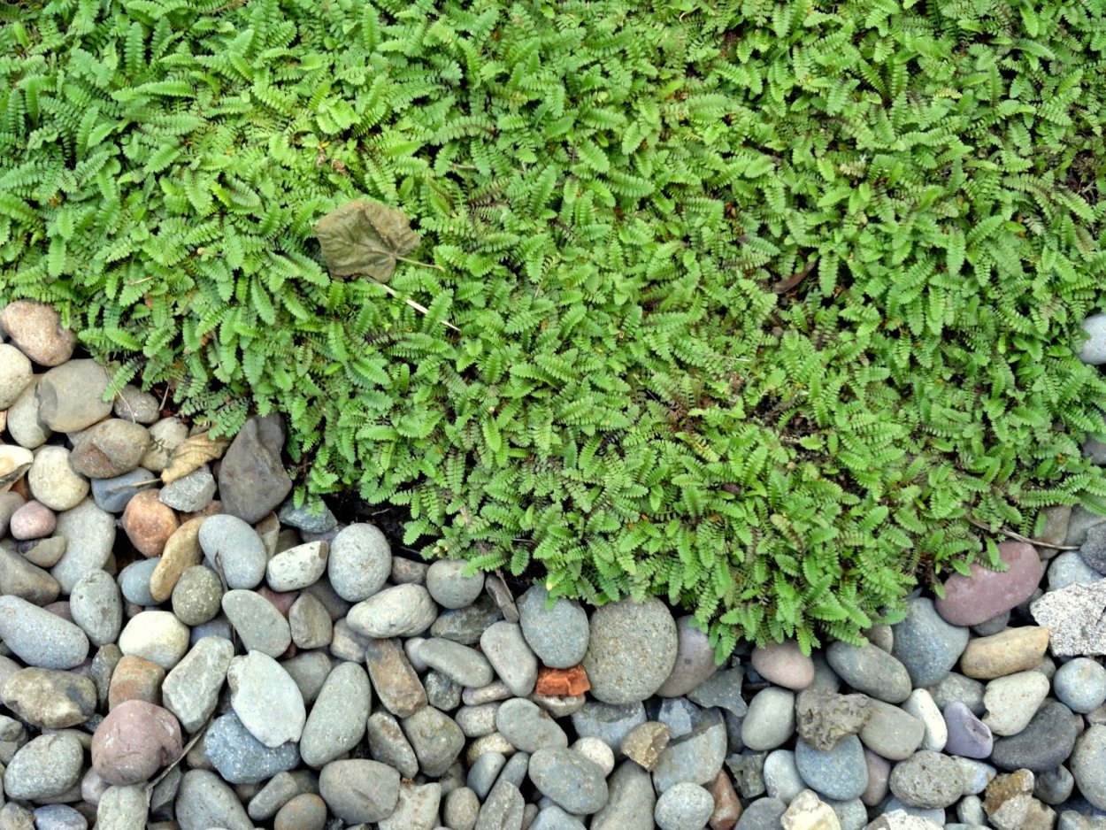 Лептинелла шероховатая