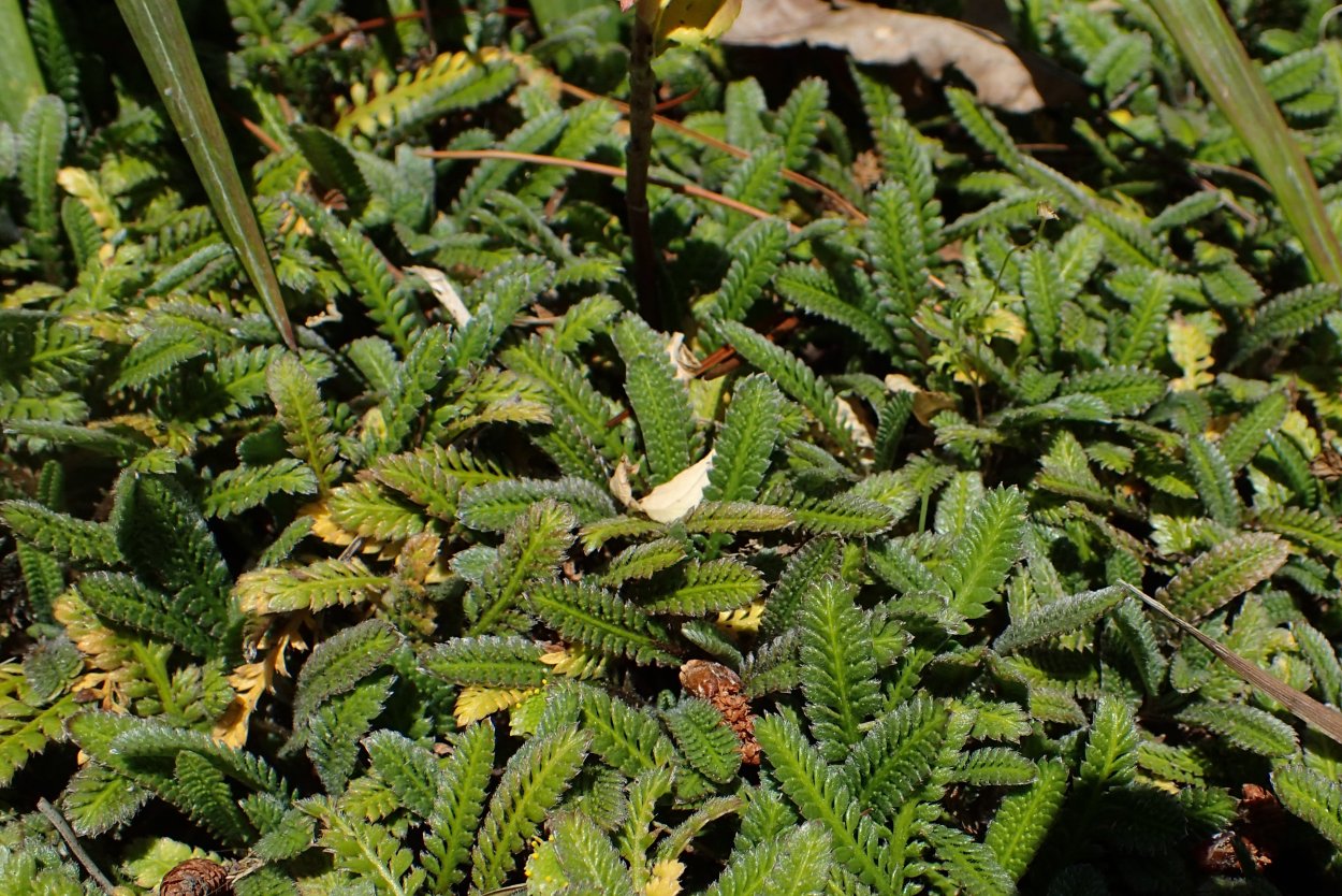 Кирпич Мшанка тимьян живучка площадка дача