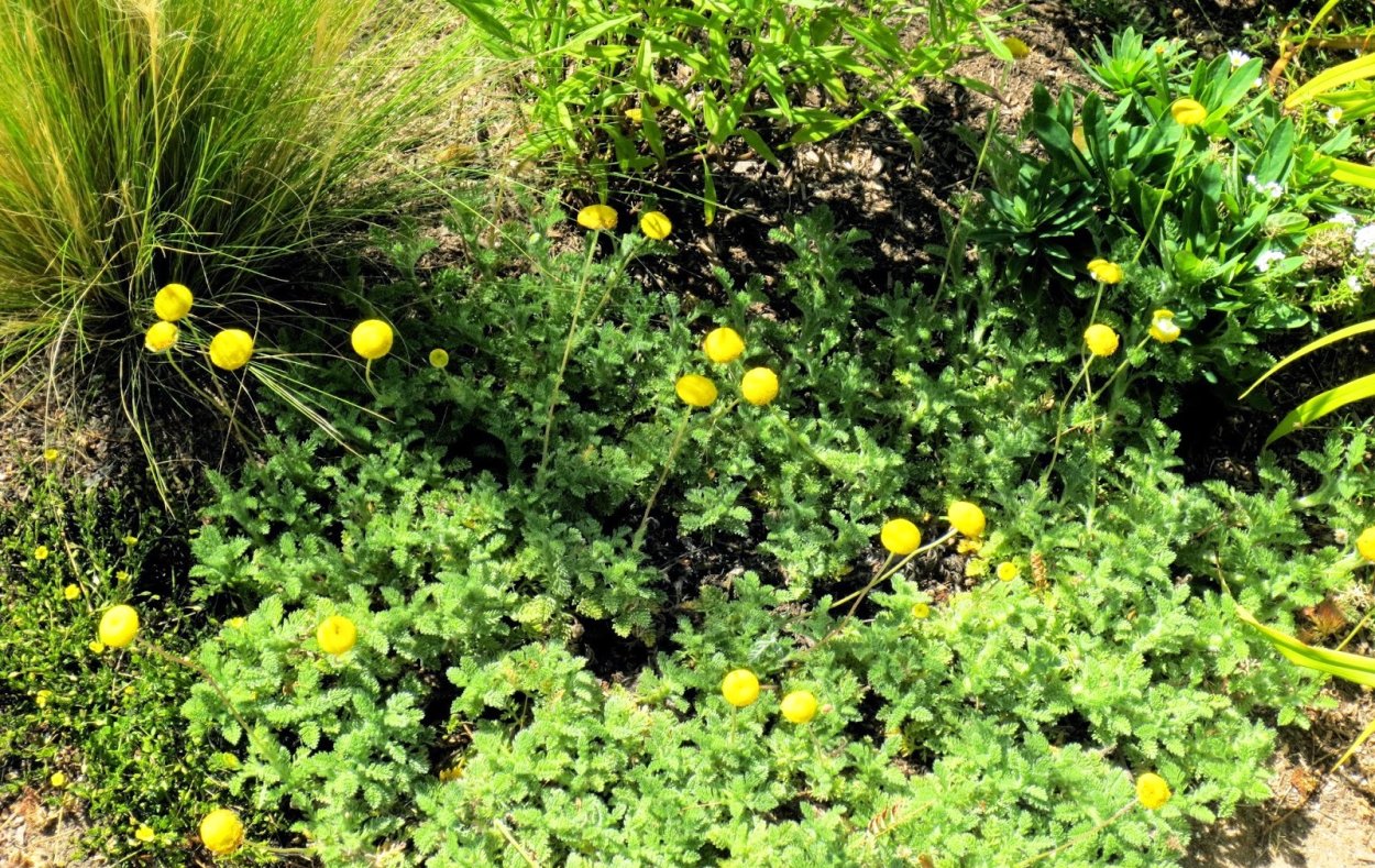 Котула щетинистоволосистая