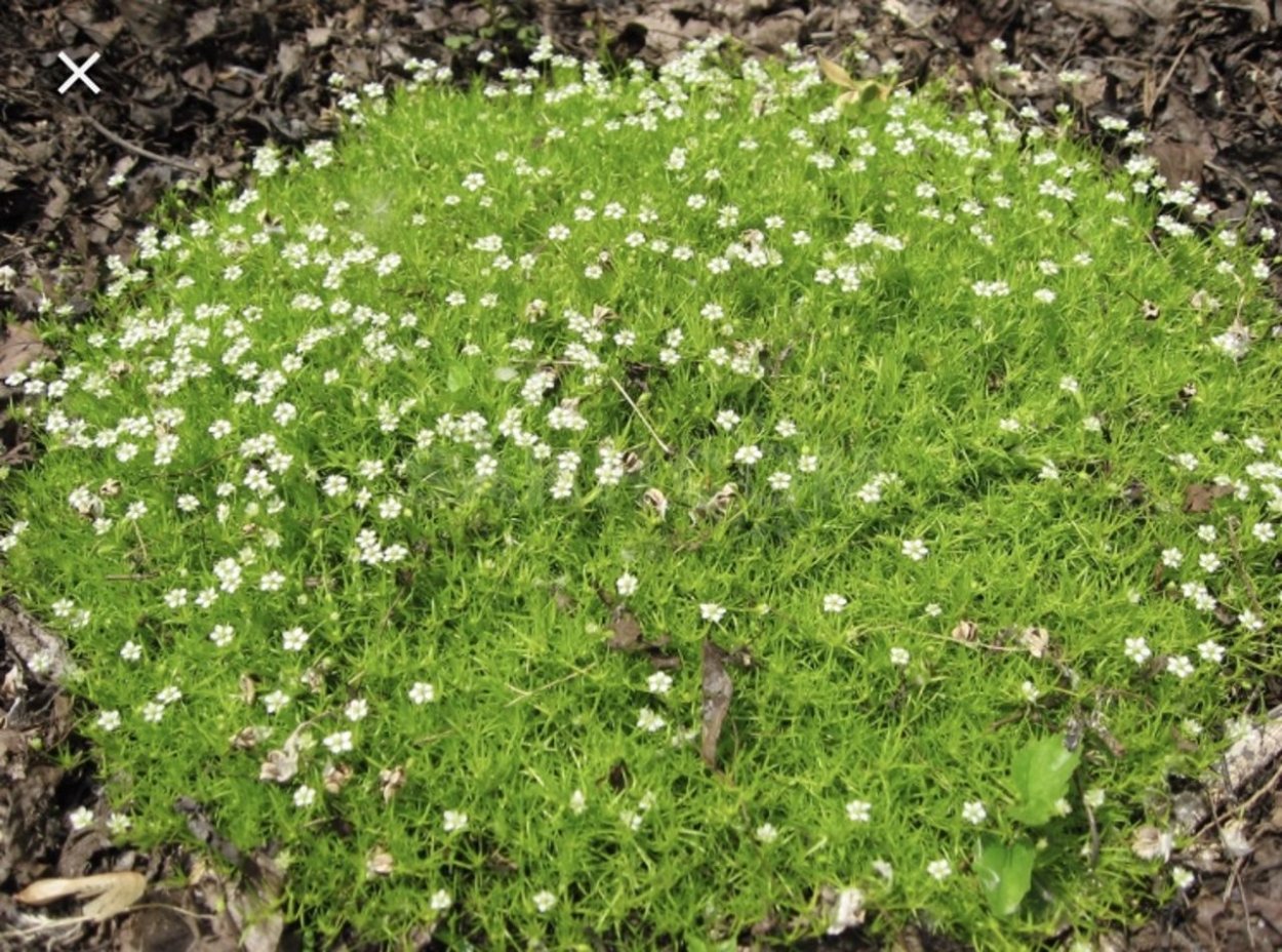 Яснотка Флорентинум