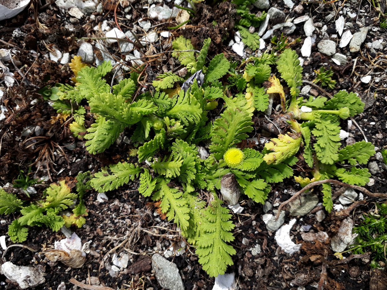 Лептинелла лапчатковая