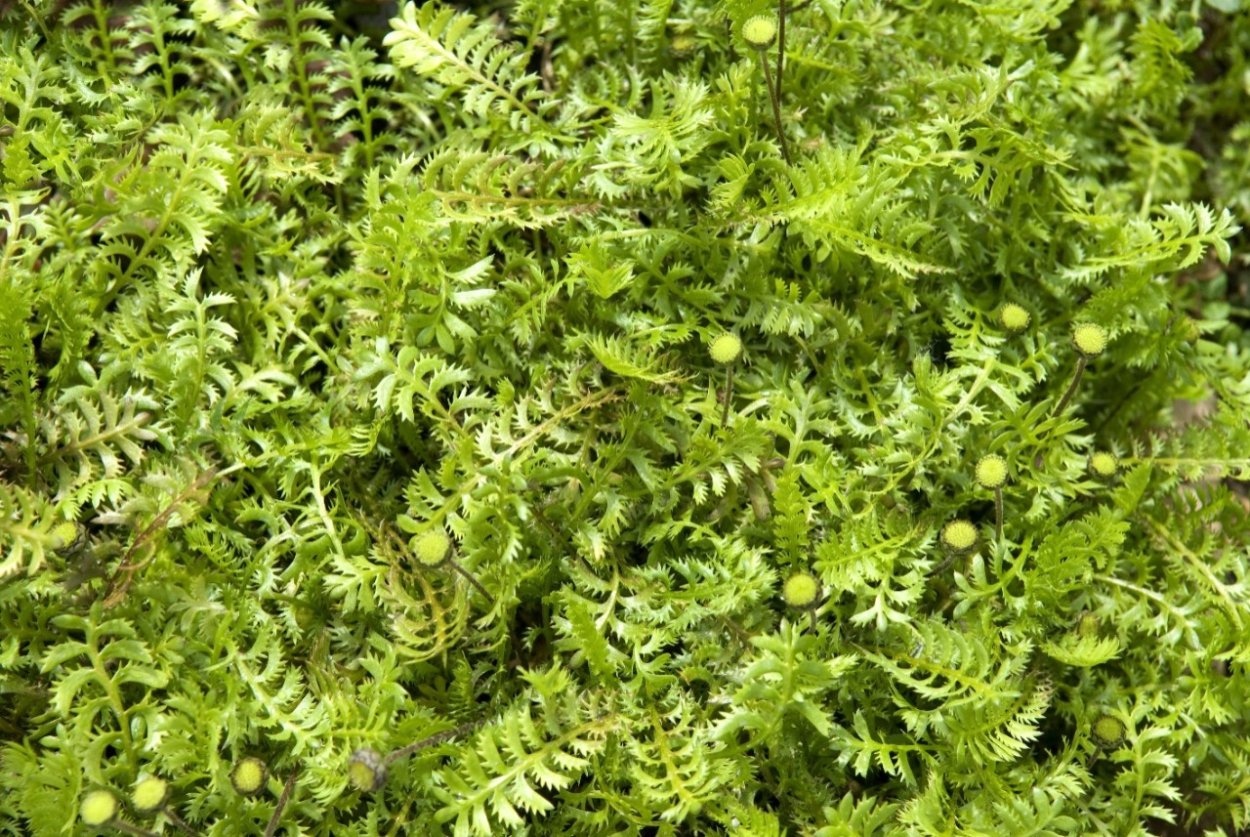 Котула растение почвопокровное