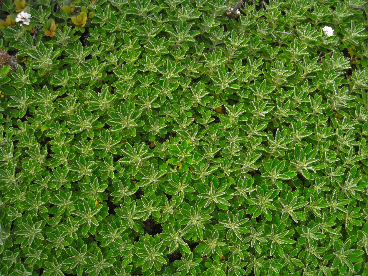 Тимьян ложнопушистый "Thymus"