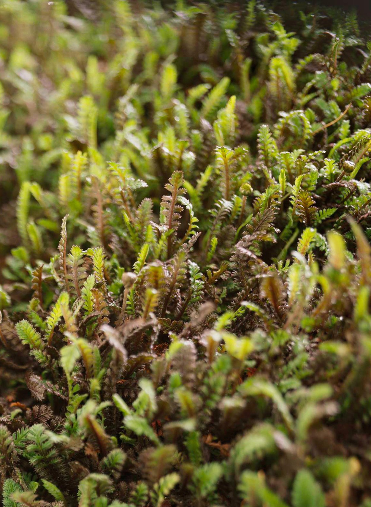 Яснотка почвопокровная