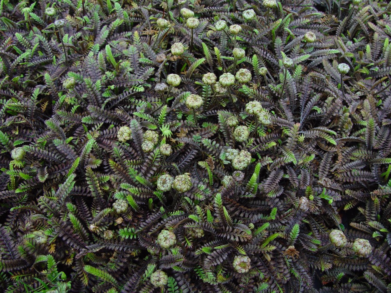 Камнеломка Арендса Schneeteppich