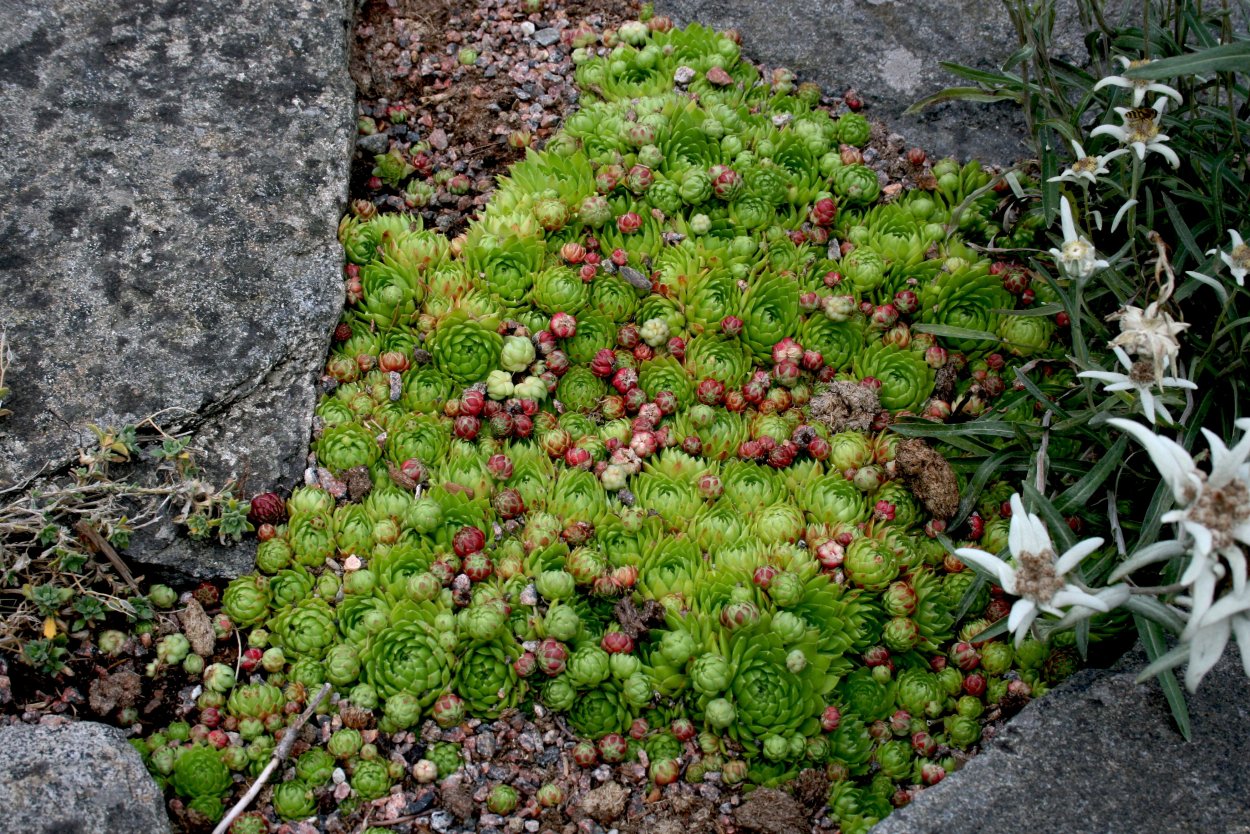 Камнеломка семпервивум