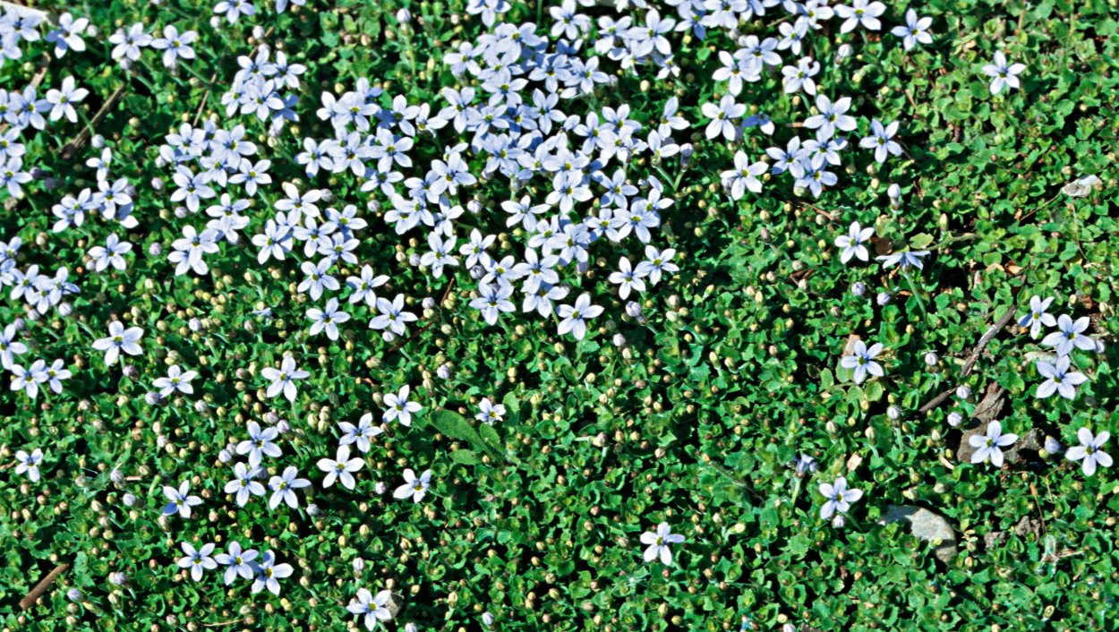 Клевер почвопокровник