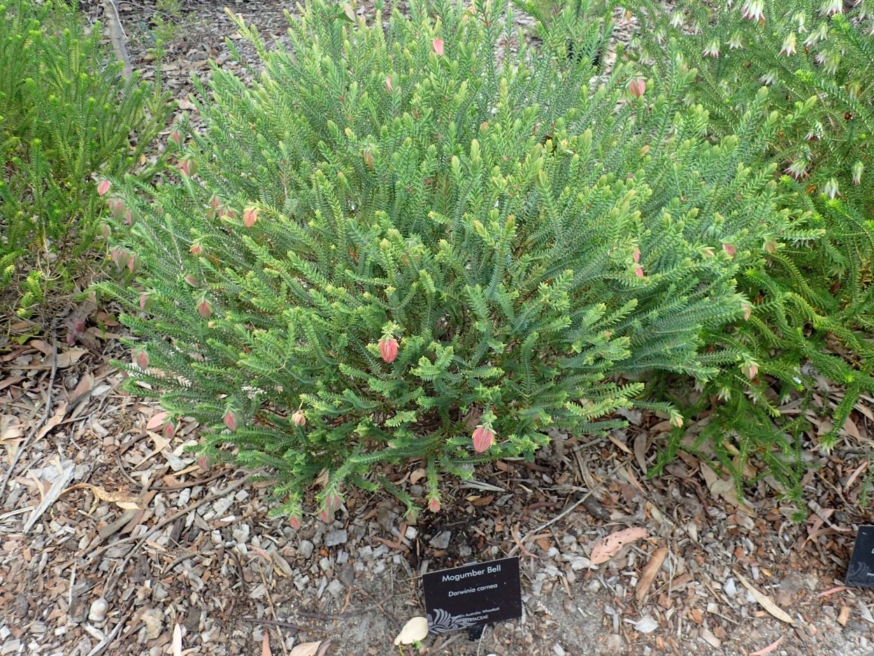 Дарвиния oxylepis