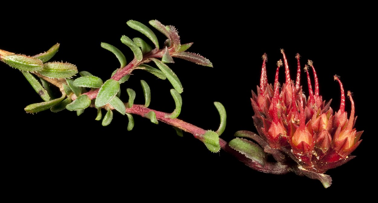 Darwinia citriodora