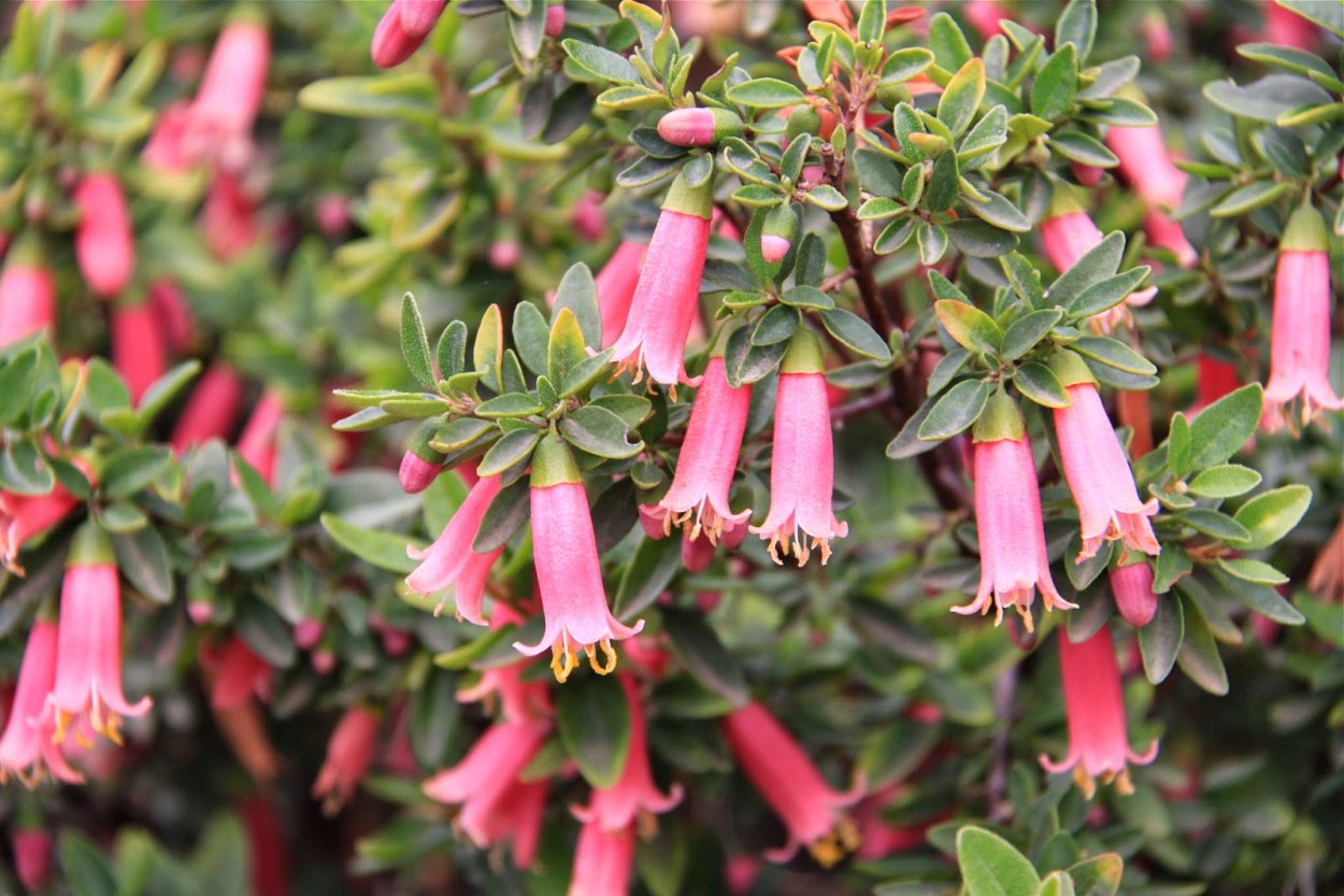 Росянка шпательная