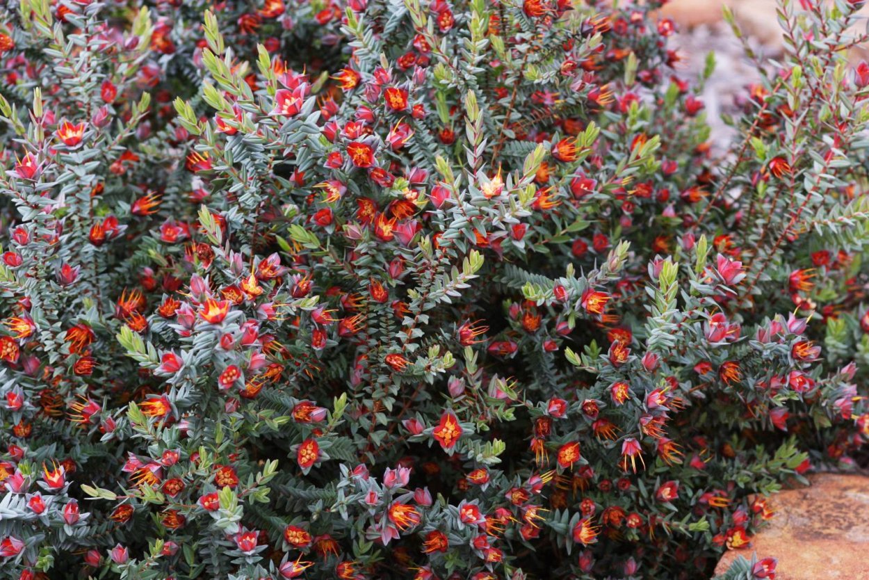 Дарвиния грандифлора