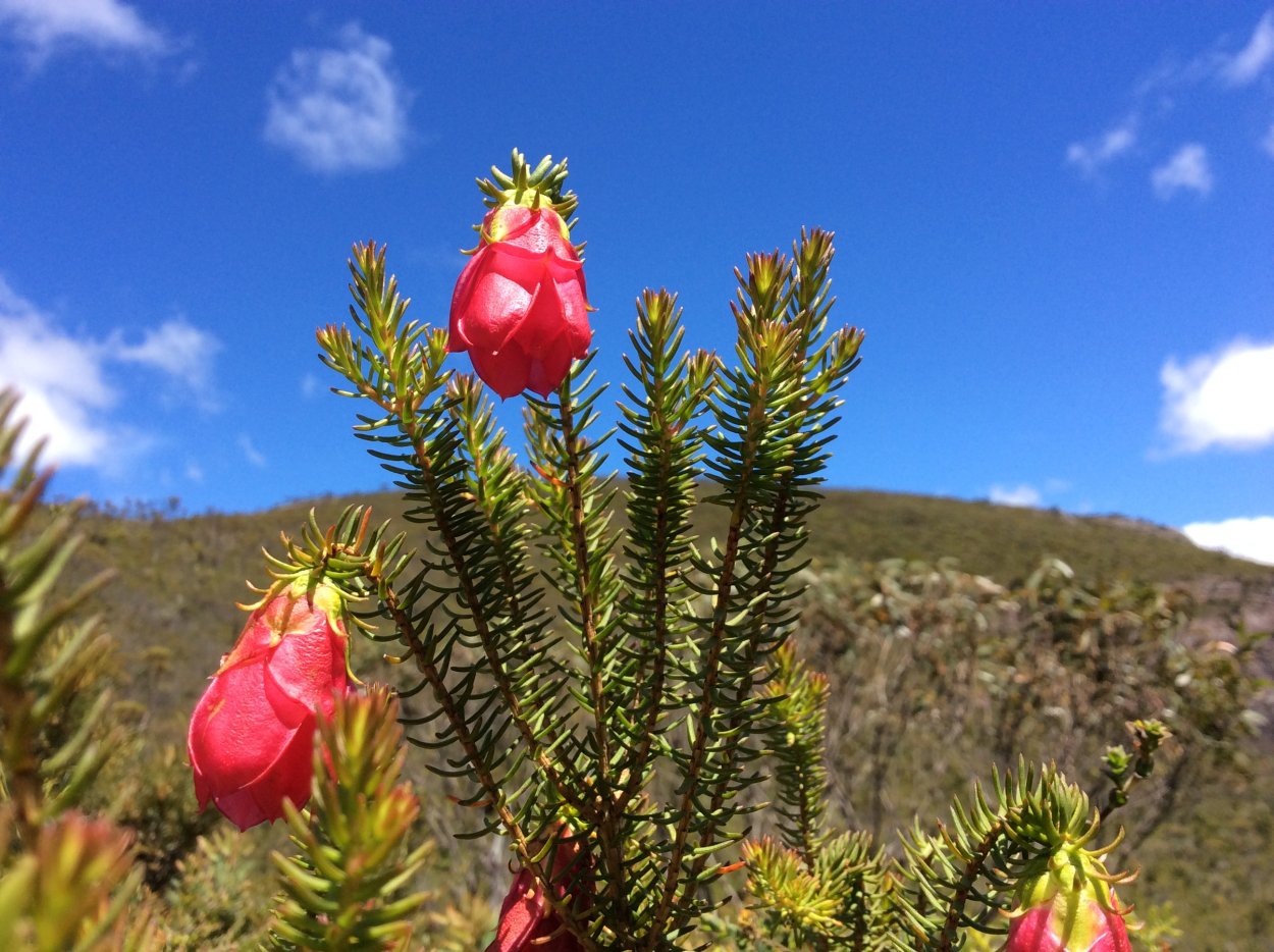 Купить саженец Дарвиния