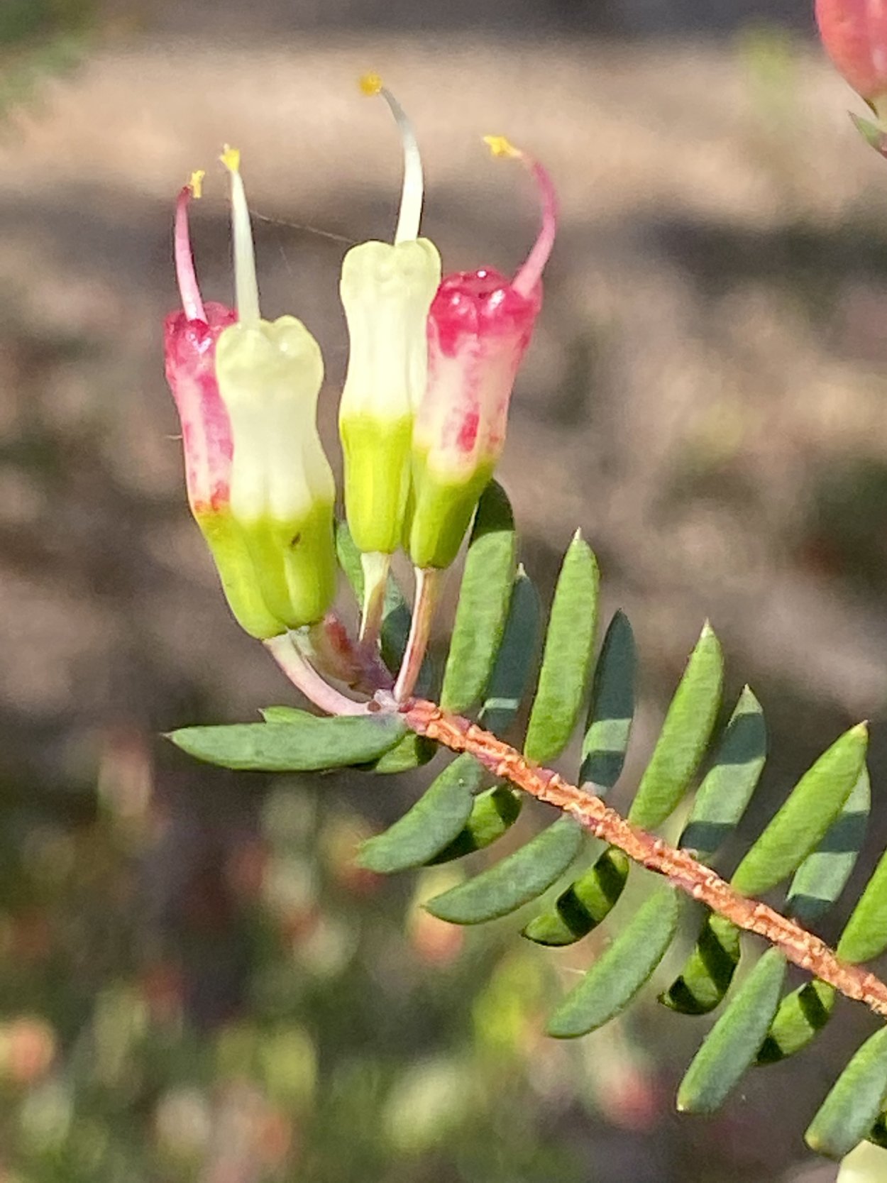 Листья джунгли