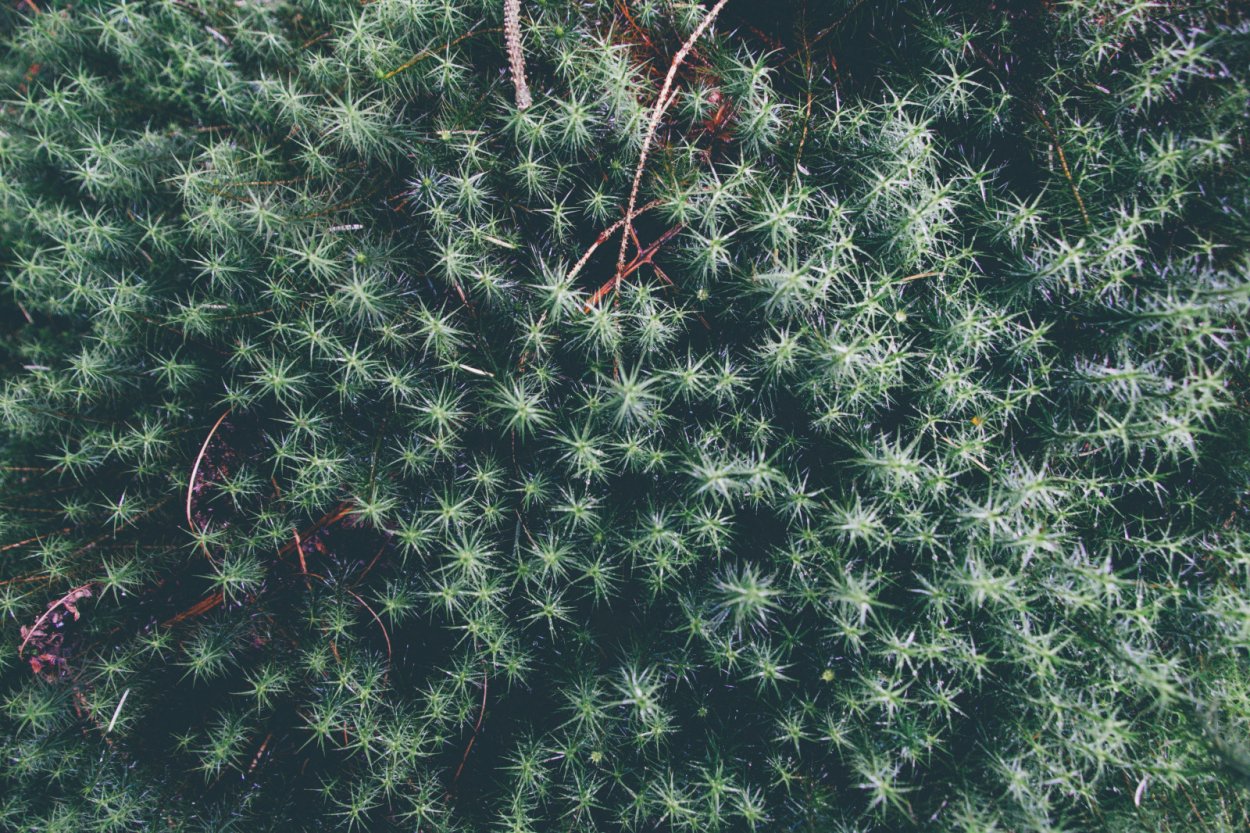 Дарвиния citriodora