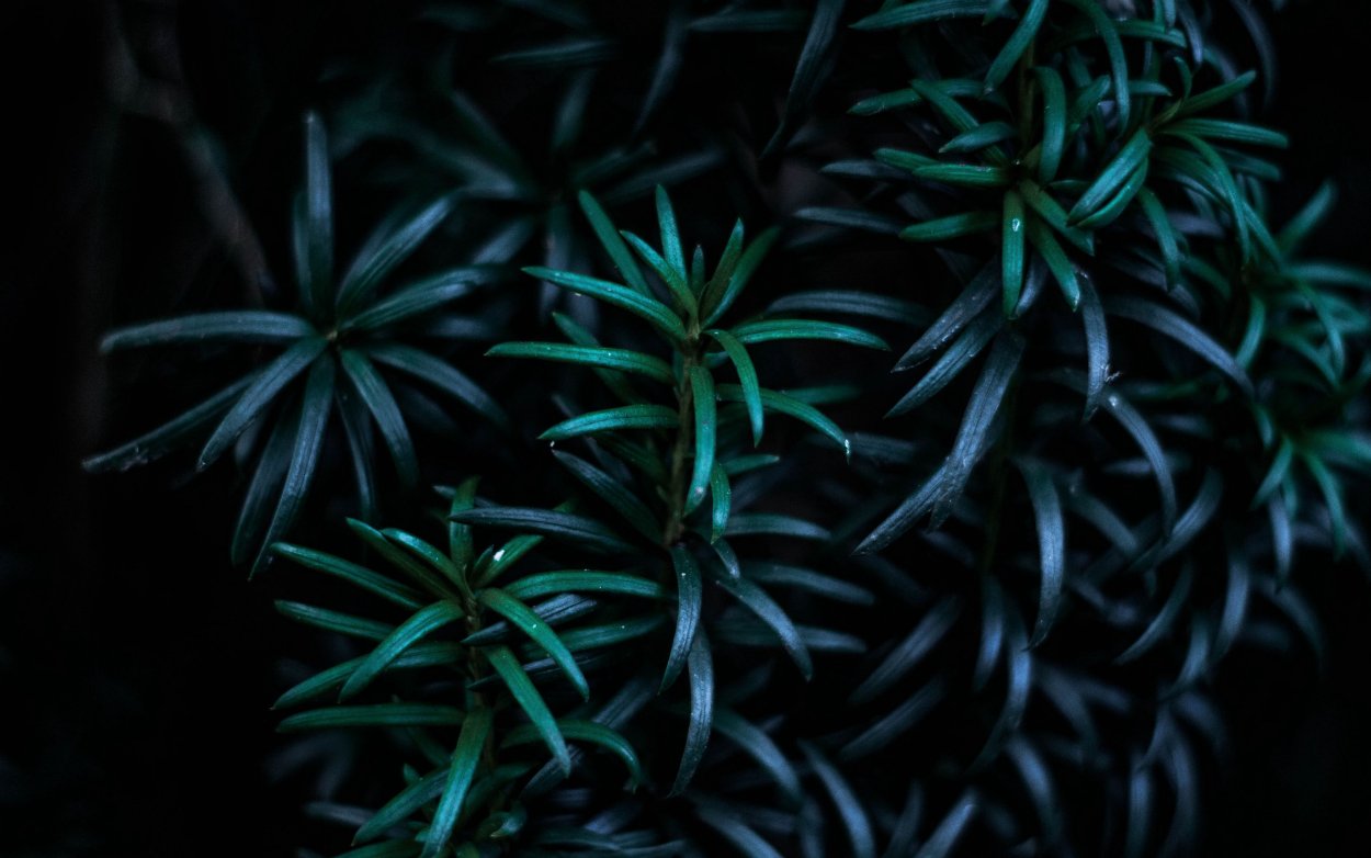 Обои папоротник