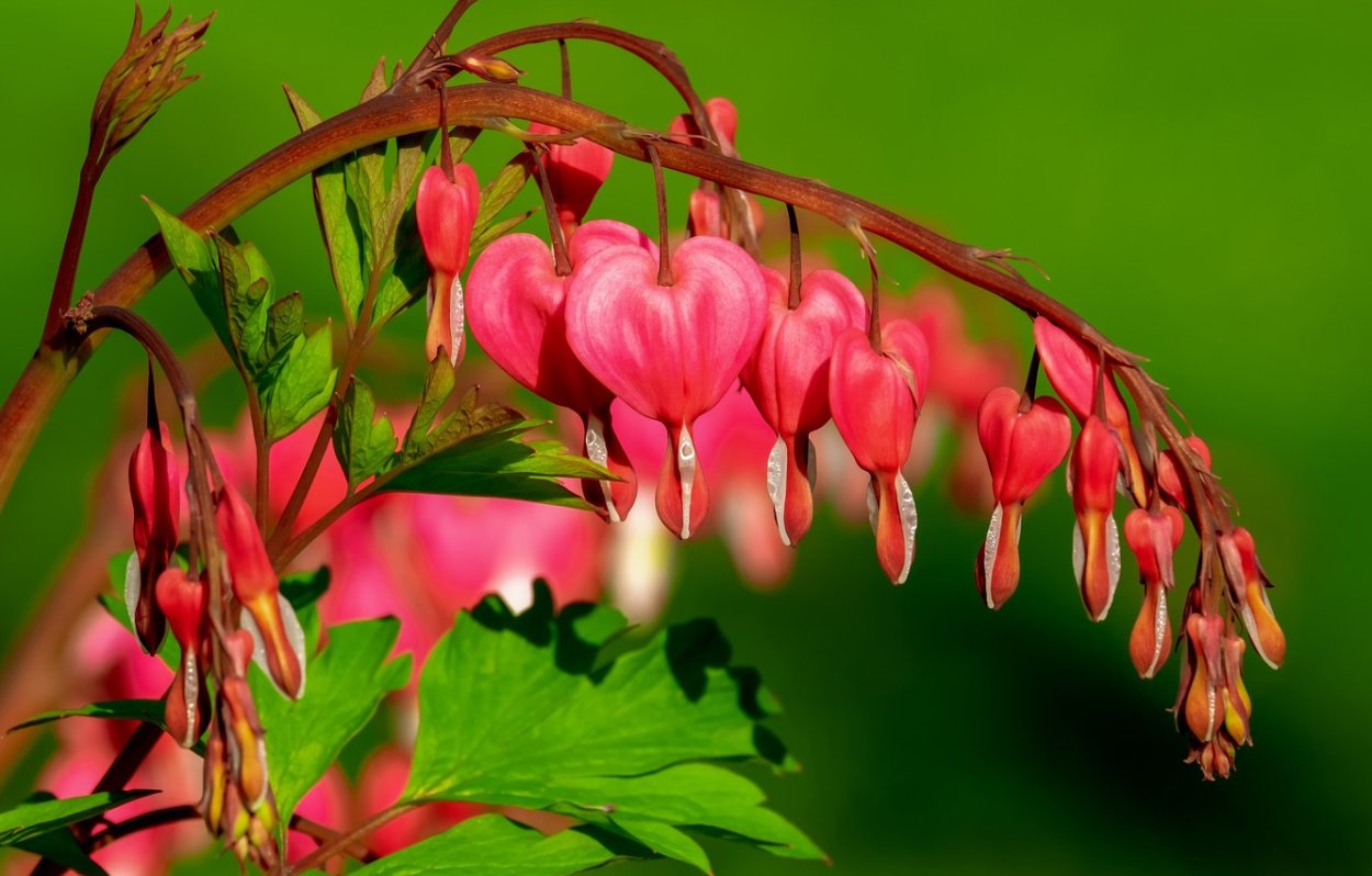 Темно зеленые растения