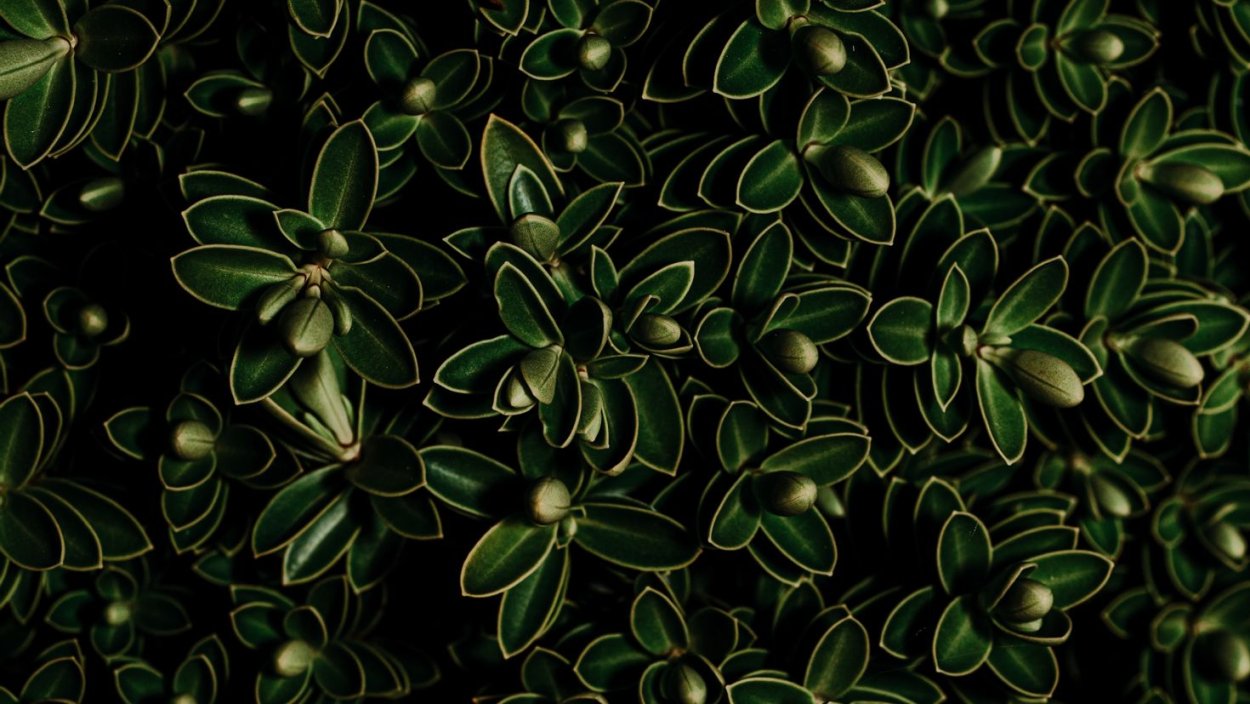 Дарвиния citriodora