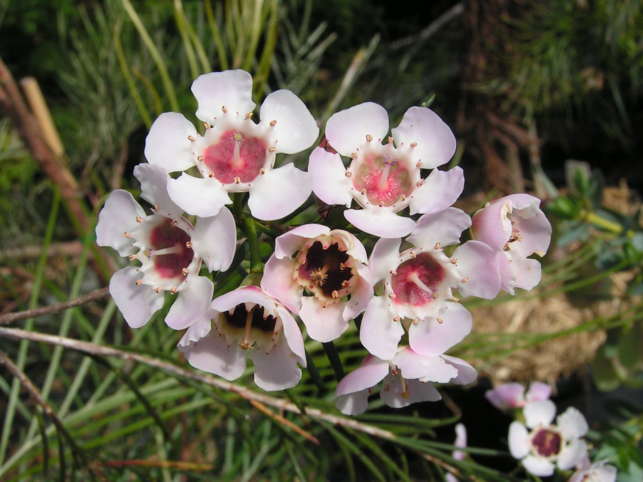 Еловые ветки на темном фоне