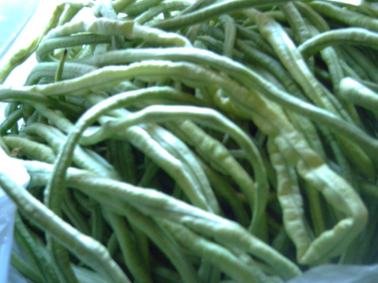 Фасоль сорта Джандо