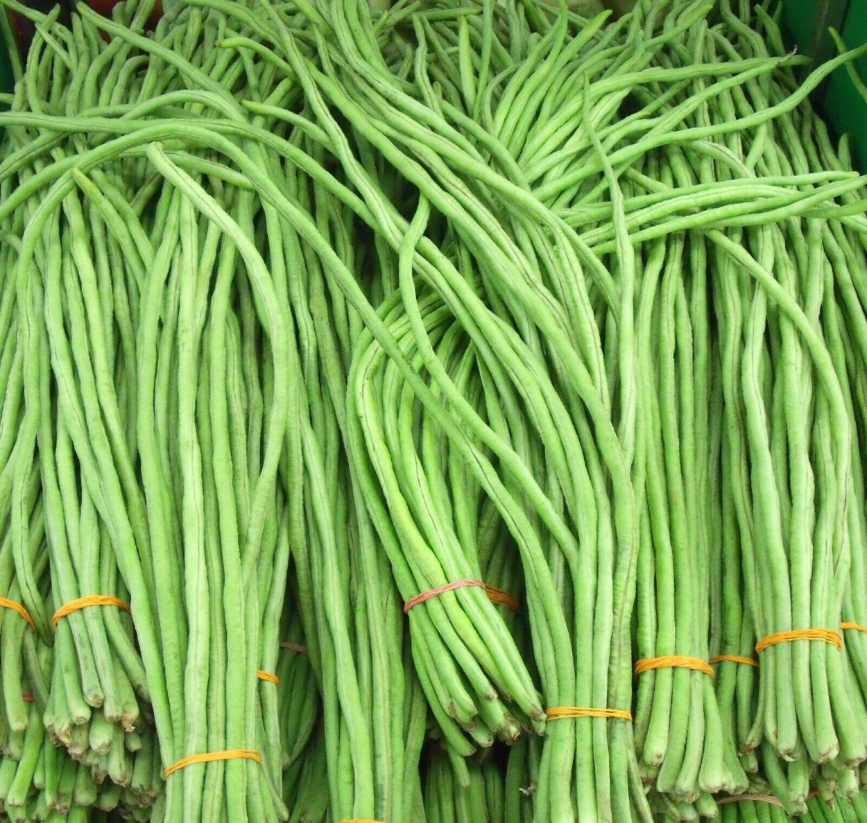 Семена. Вигна "длинные рукава",