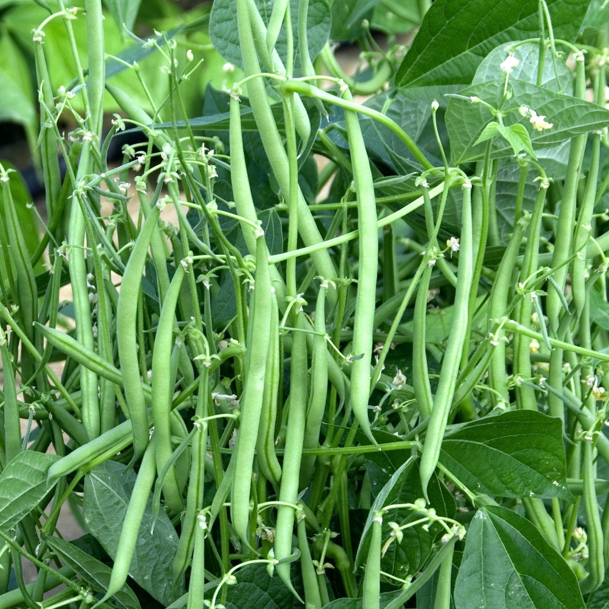 Спаржевая фасоль Блюхильда