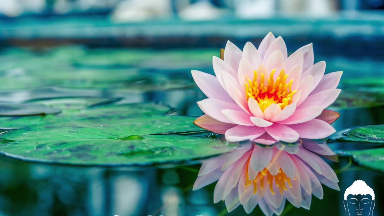 Кувшинка белоснежная Татарстан