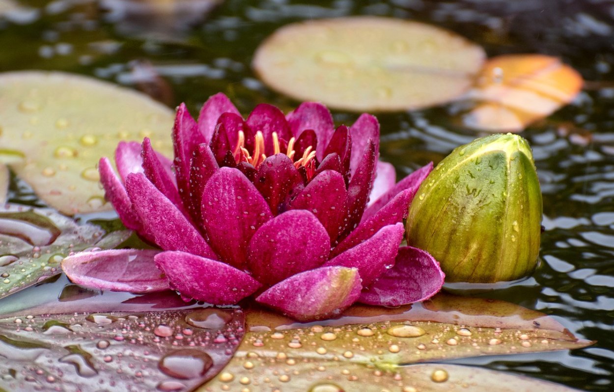 Кувшинка Лилия Лотос