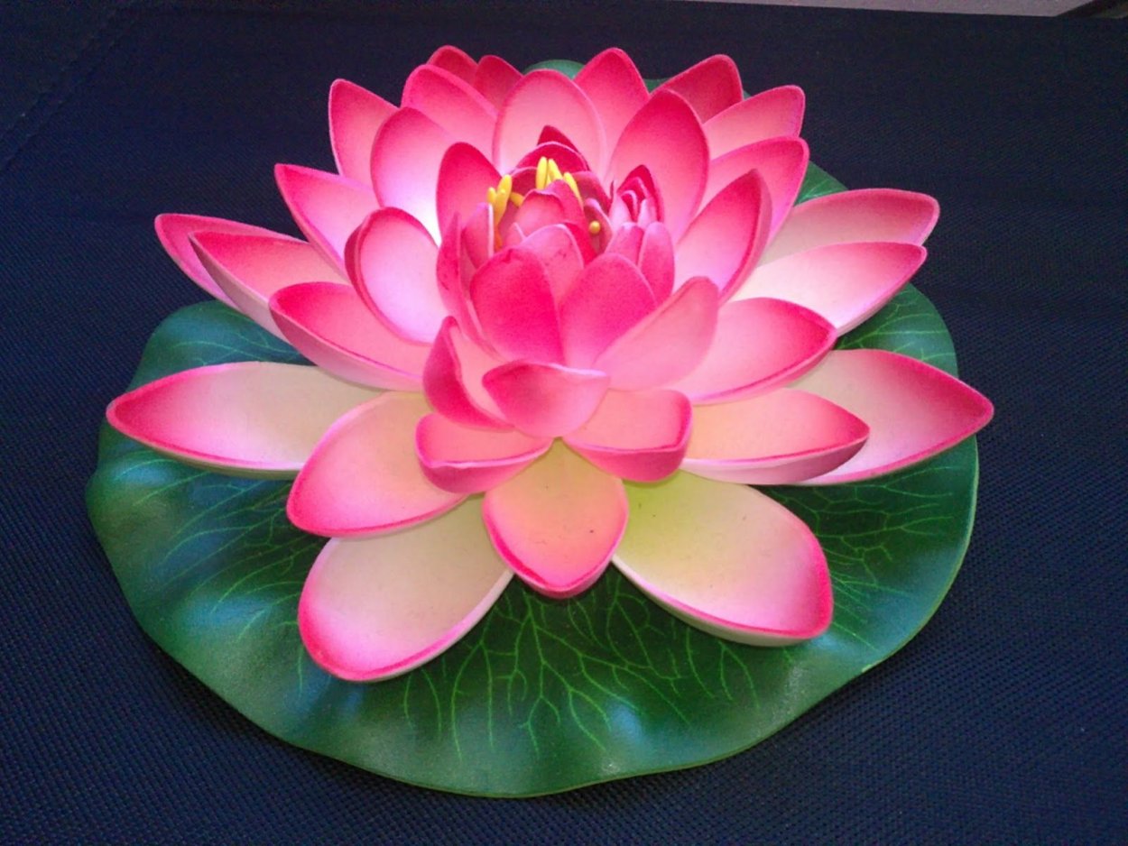 Белый Лотос на воде