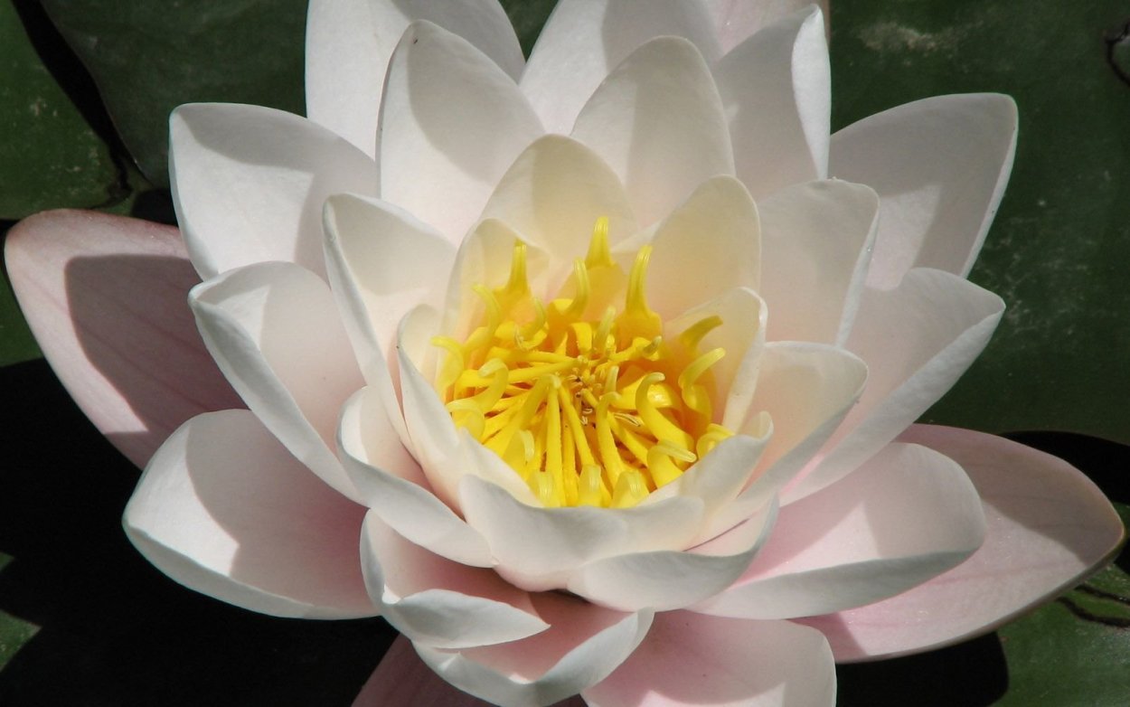 Лотус Фловер