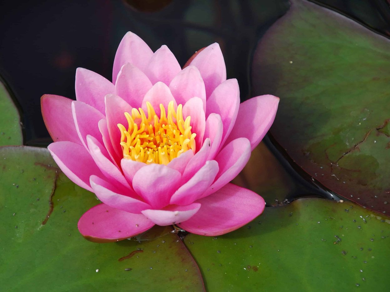 Геншин кувшинки лотоса