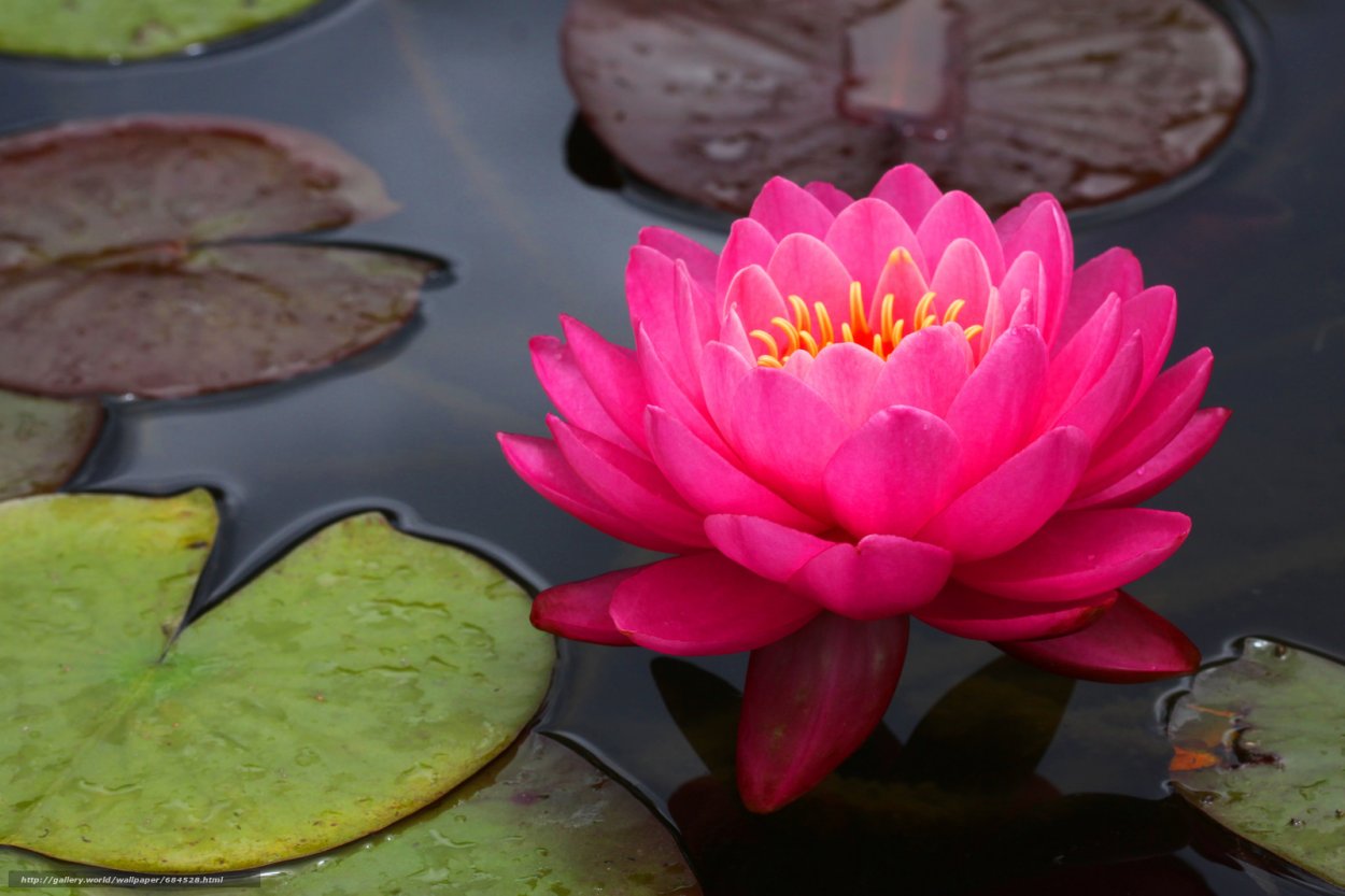 Варутхини Экадаши 2022