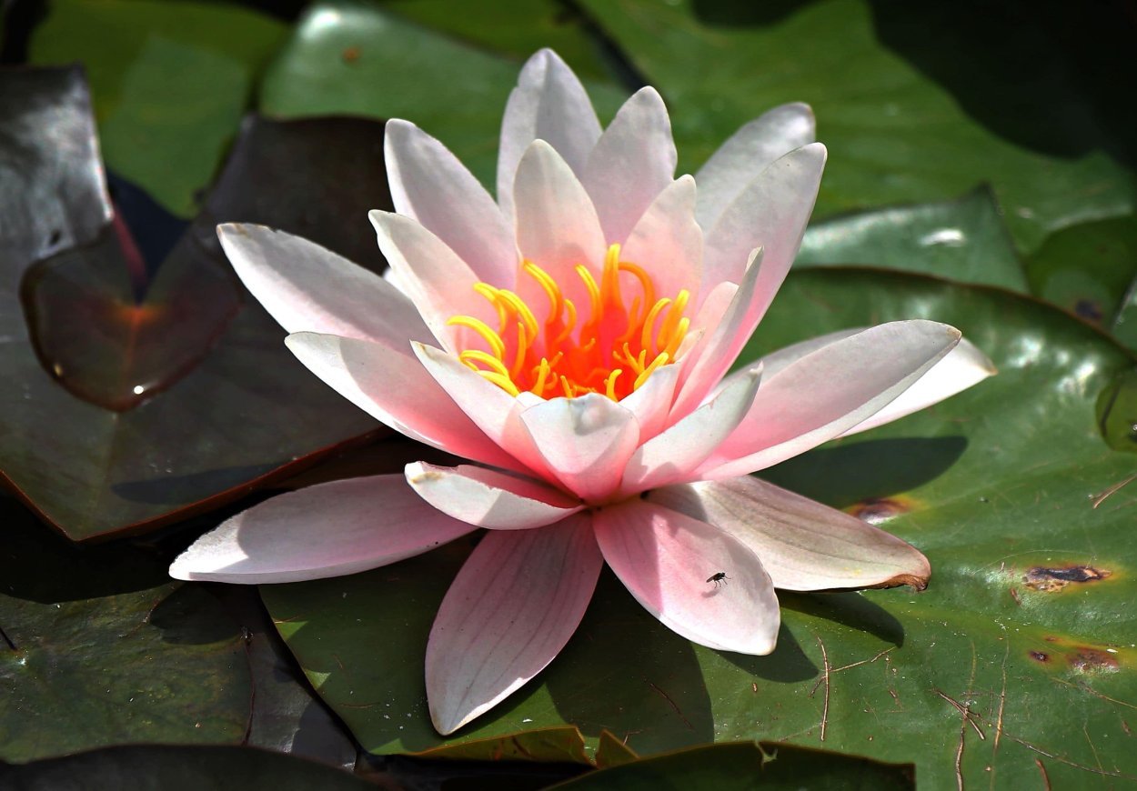 Кувшинка белая Лотос белый