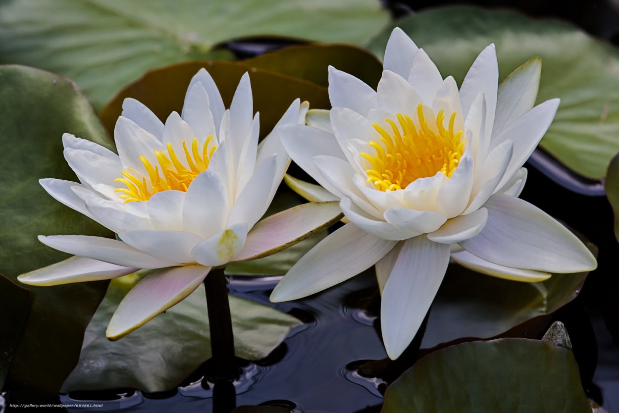 Лотос цветок на воде