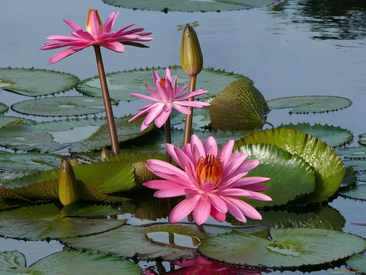 Лилии водяные и кувшинки
