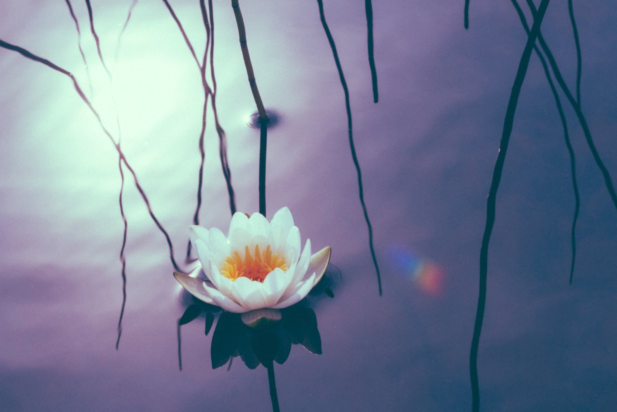 Кувшинка белая водяная Лилия