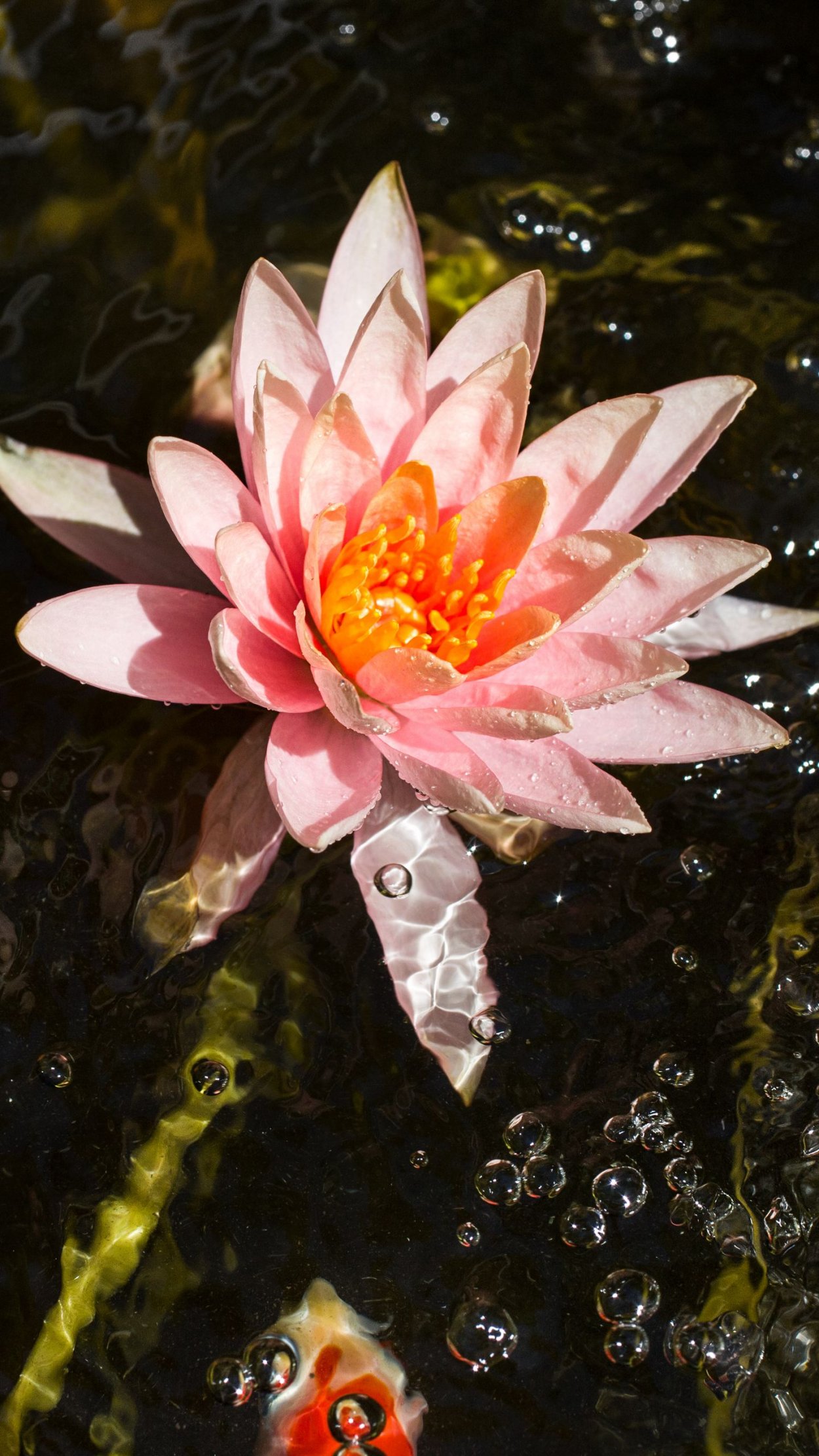 Растение кувшинка белая водяная Лилия