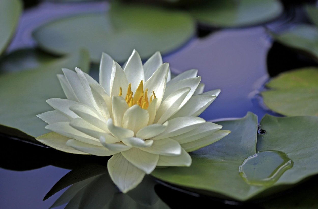 Белый Лотос Nymphaea Lotus