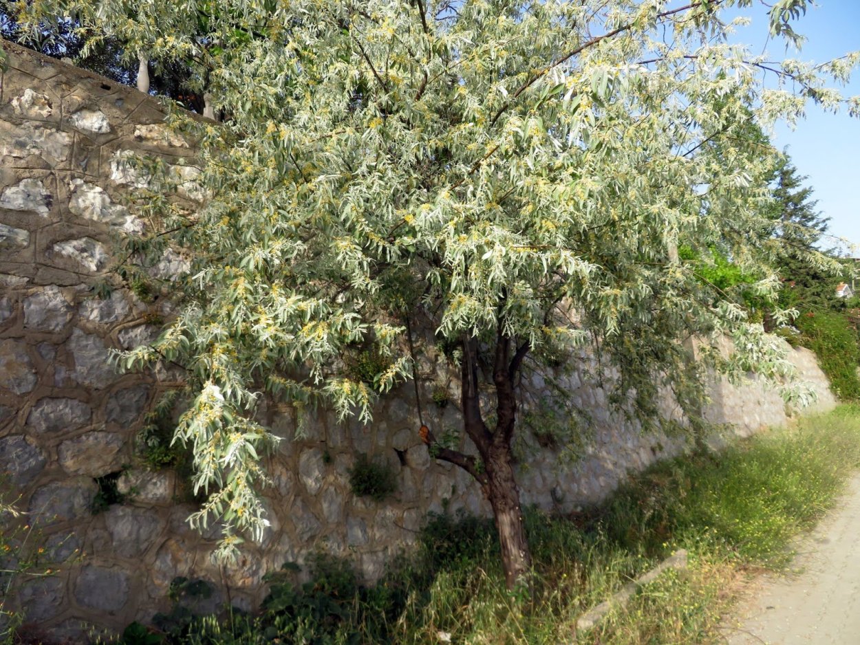 Пшат армянская ягода дерево