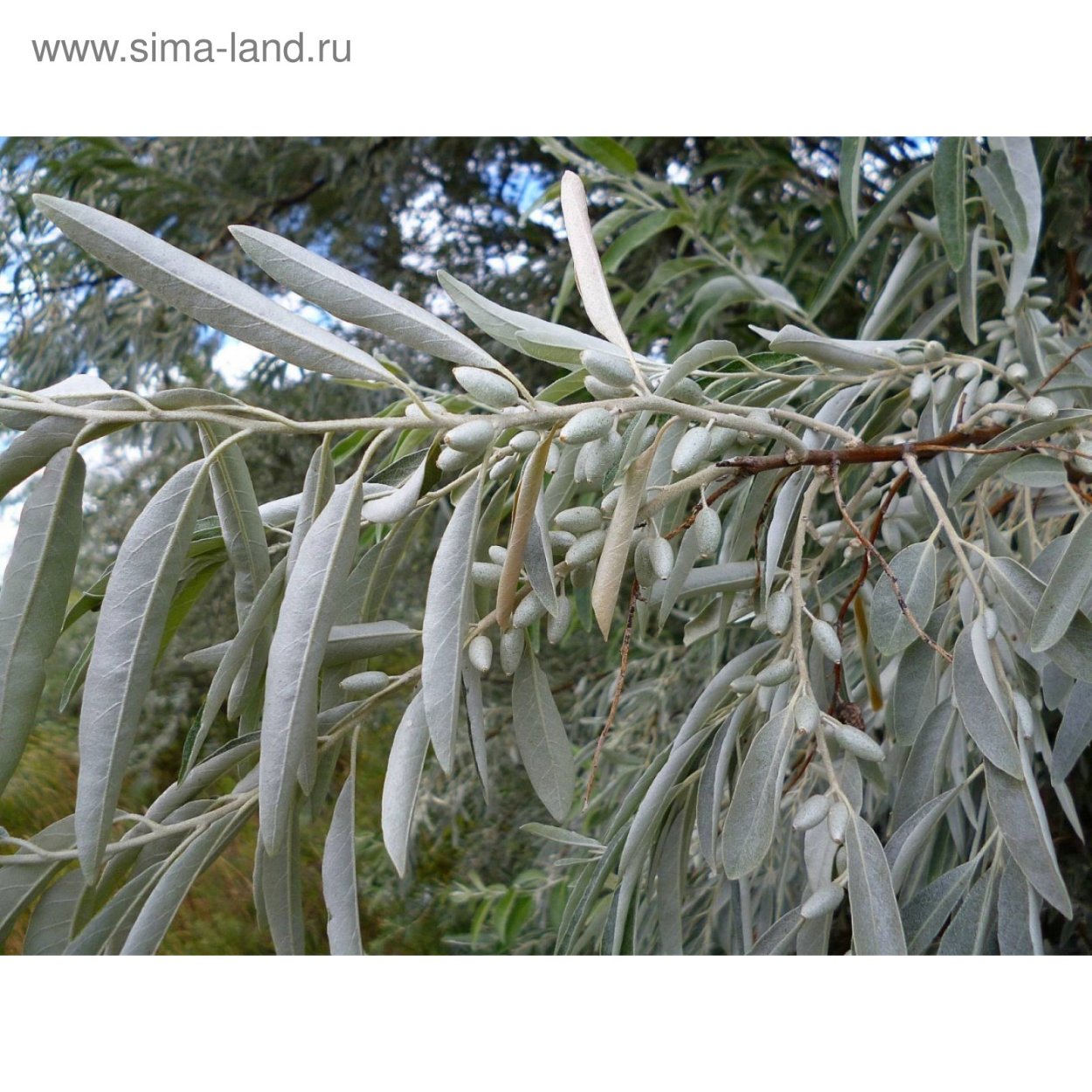 Ива лохолистная Salix elaeagnos