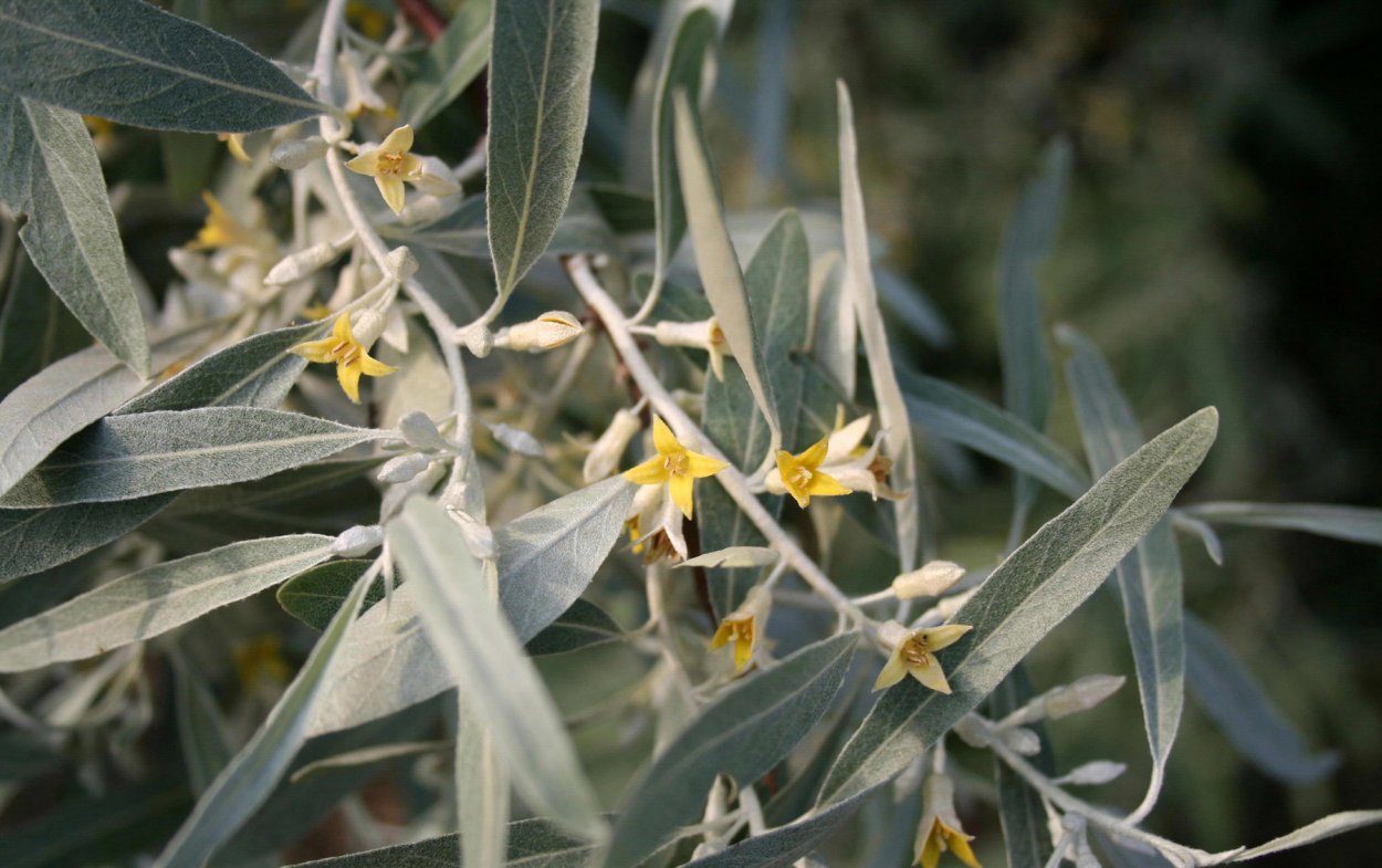 Лох серебристый узколистный