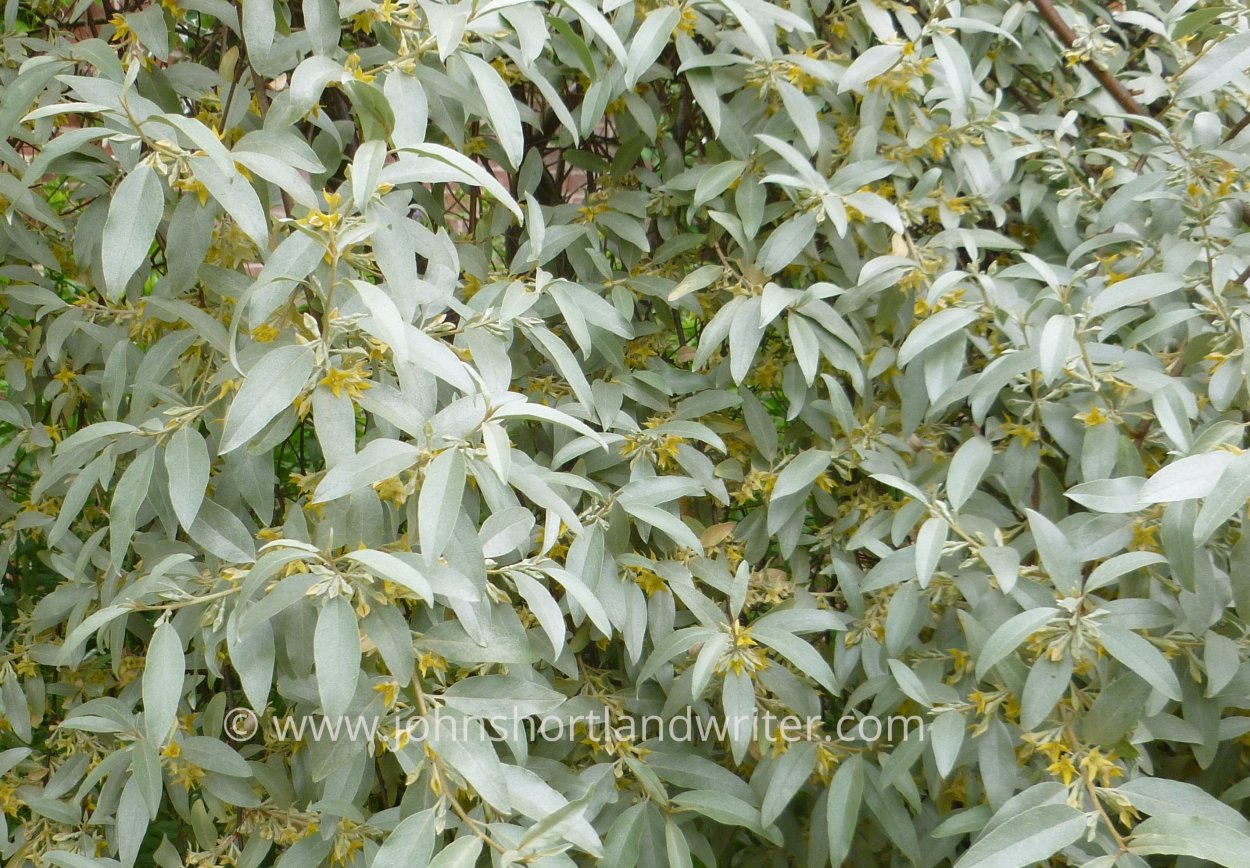 Лох серебристый Квиксильвер