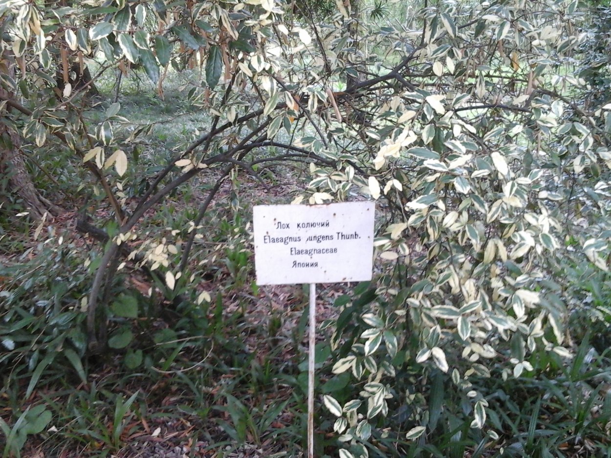 Лох цветочный растение