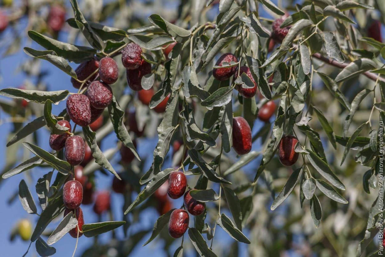 107. Гуми (лох многоцветковый) - Elaeagnus multiflora