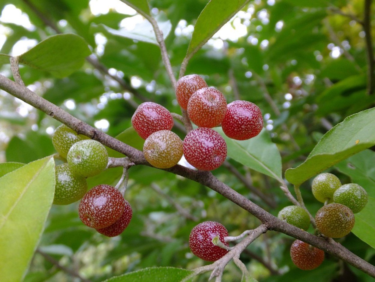 Канадская облепиха шефердия