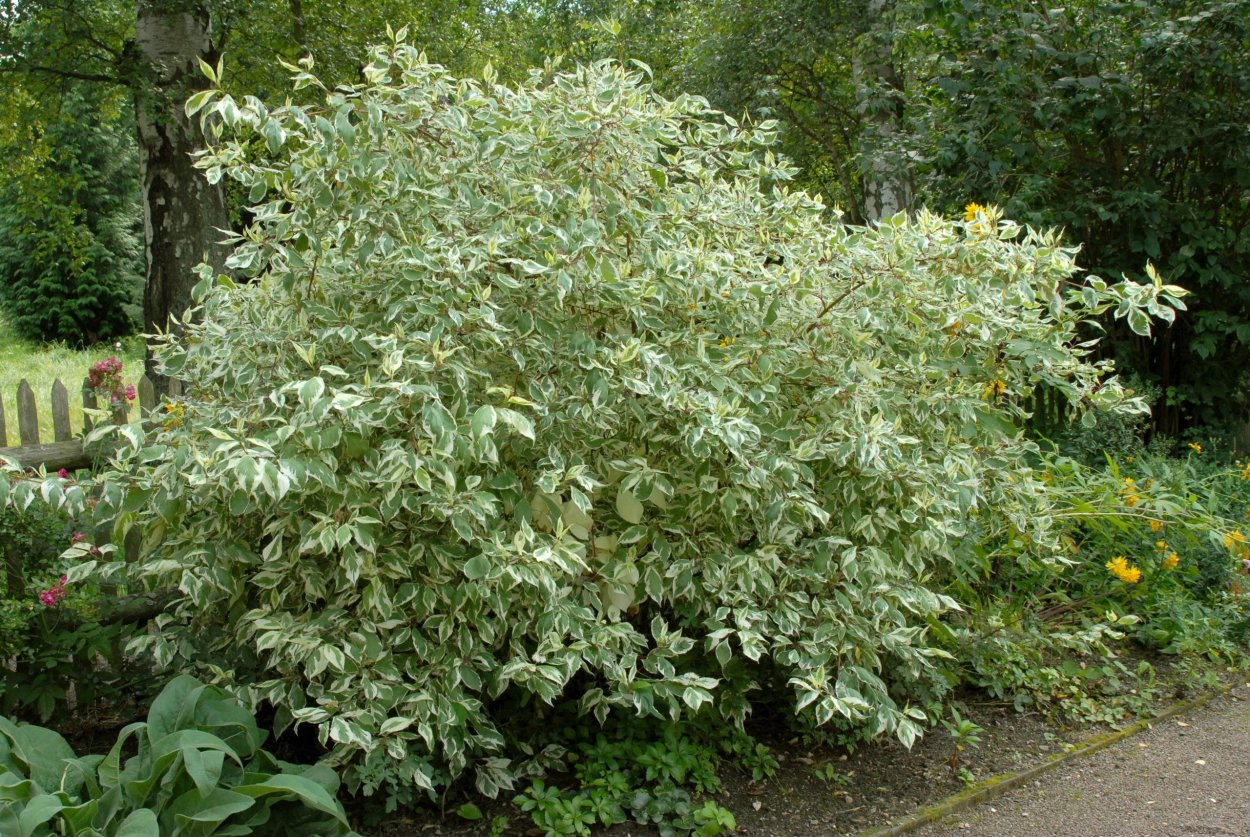Elaeagnus umbellata