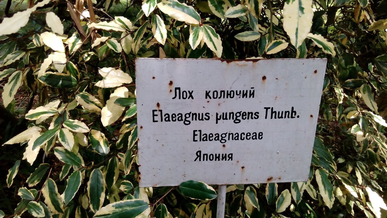 Лох многоцветковый Монерон