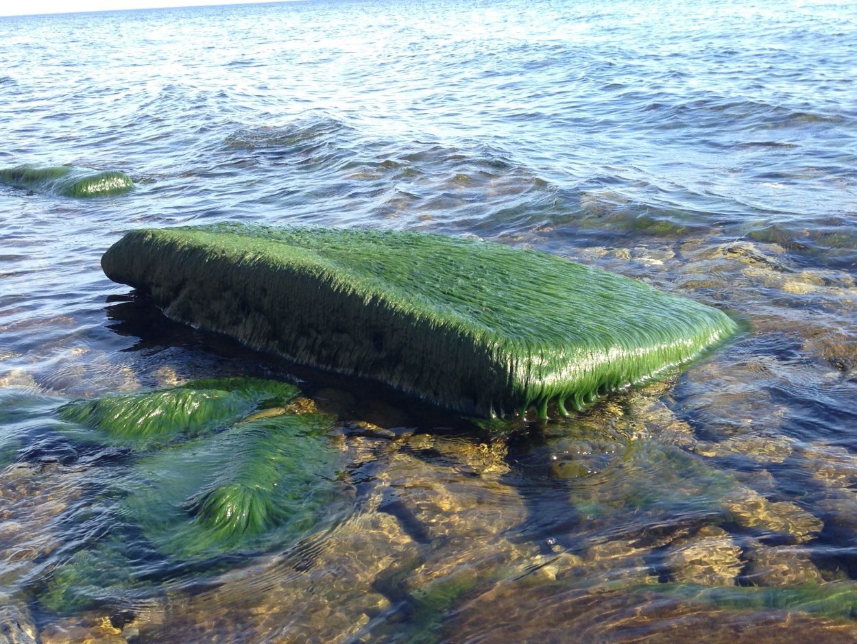 Водоросли разрастались. Аэрофильные водоросли. Аэрофитон водоросли. Водоросли Балтийского моря. Водоросли Карелии.