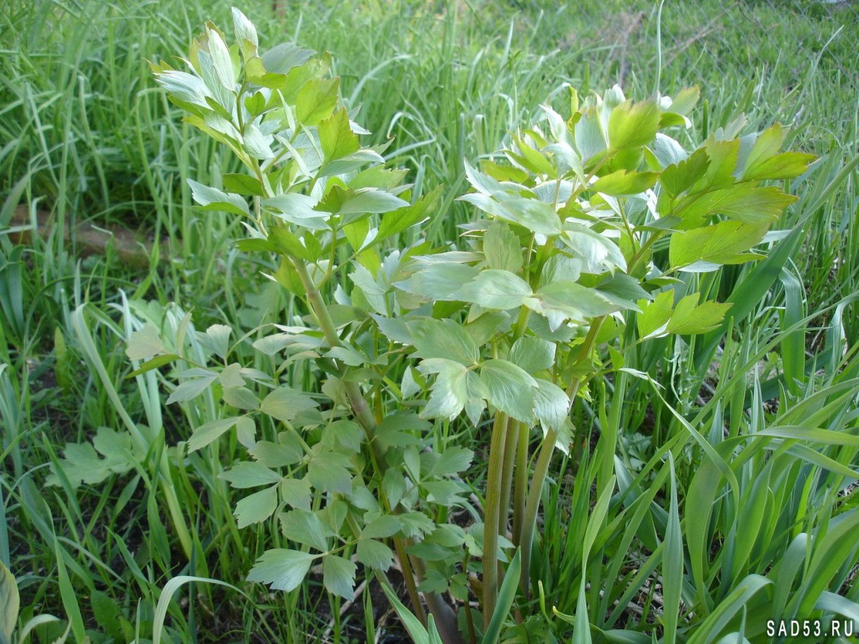 Емшан трава Степная